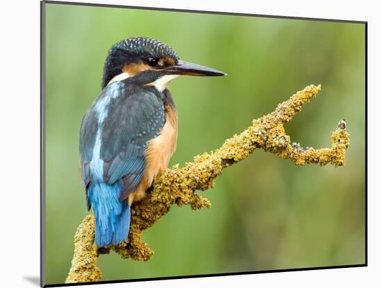 Common Kingfisher Perched on Lichen Covered Twig, Hertfordshire, England, UK-Andy Sands-Mounted Photographic Print