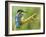 Common Kingfisher Perched on Lichen Covered Twig, Hertfordshire, England, UK-Andy Sands-Framed Photographic Print