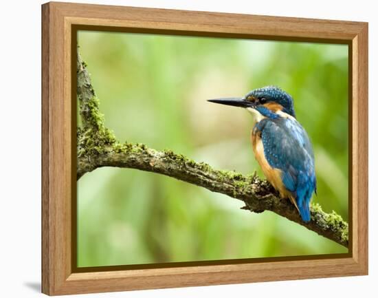 Common Kingfisher Perched on Mossy Branch, Hertfordshire, England, UK-Andy Sands-Framed Premier Image Canvas