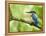 Common Kingfisher Perched on Mossy Branch, Hertfordshire, England, UK-Andy Sands-Framed Premier Image Canvas