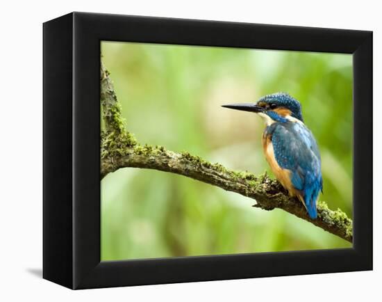 Common Kingfisher Perched on Mossy Branch, Hertfordshire, England, UK-Andy Sands-Framed Premier Image Canvas