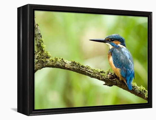 Common Kingfisher Perched on Mossy Branch, Hertfordshire, England, UK-Andy Sands-Framed Premier Image Canvas