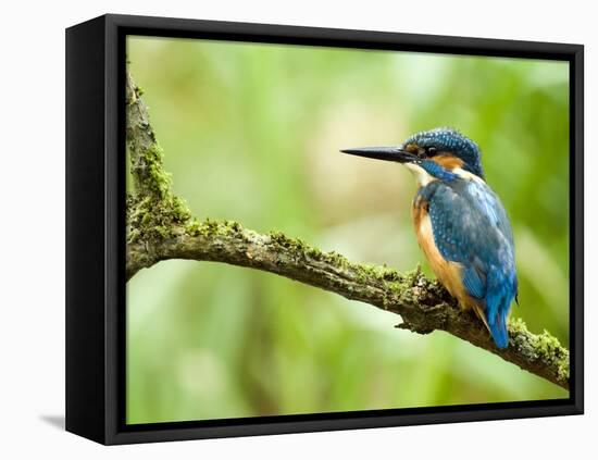 Common Kingfisher Perched on Mossy Branch, Hertfordshire, England, UK-Andy Sands-Framed Premier Image Canvas