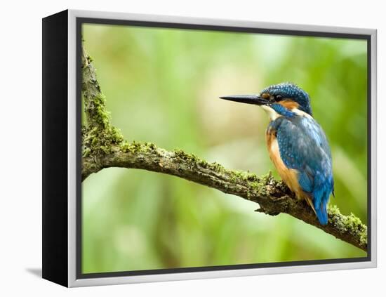 Common Kingfisher Perched on Mossy Branch, Hertfordshire, England, UK-Andy Sands-Framed Premier Image Canvas