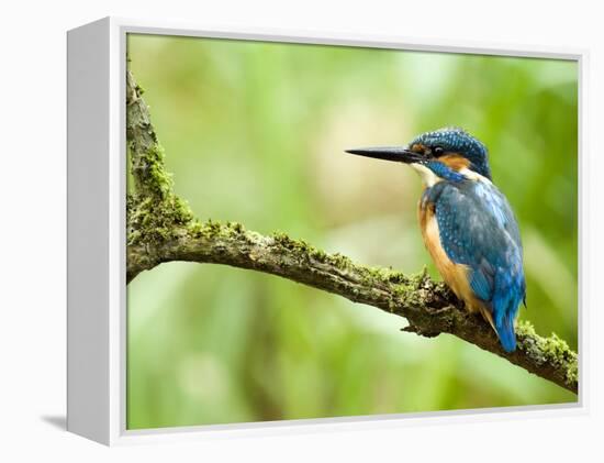 Common Kingfisher Perched on Mossy Branch, Hertfordshire, England, UK-Andy Sands-Framed Premier Image Canvas