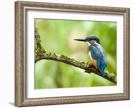 Common Kingfisher Perched on Mossy Branch, Hertfordshire, England, UK-Andy Sands-Framed Photographic Print