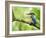 Common Kingfisher Perched on Mossy Branch, Hertfordshire, England, UK-Andy Sands-Framed Photographic Print