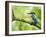 Common Kingfisher Perched on Mossy Branch, Hertfordshire, England, UK-Andy Sands-Framed Photographic Print