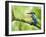 Common Kingfisher Perched on Mossy Branch, Hertfordshire, England, UK-Andy Sands-Framed Photographic Print