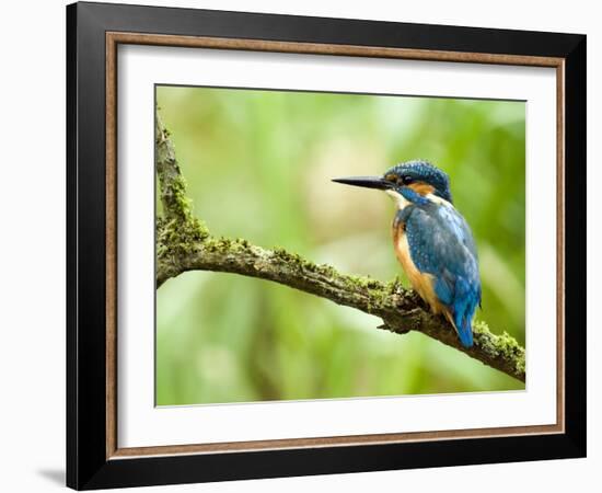 Common Kingfisher Perched on Mossy Branch, Hertfordshire, England, UK-Andy Sands-Framed Photographic Print