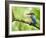 Common Kingfisher Perched on Mossy Branch, Hertfordshire, England, UK-Andy Sands-Framed Photographic Print