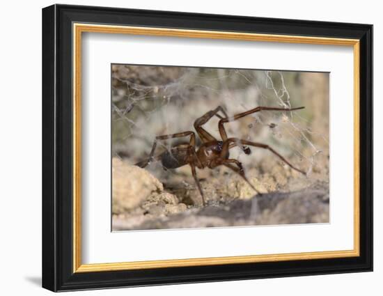 Common lace weaver male in web, Wiltshire, UK-Nick Upton-Framed Photographic Print