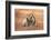 Common Langur (Semnopithecus Entellus), Bandhavgarh National Park, Madhya Pradesh, India, Asia-Sergio Pitamitz-Framed Photographic Print