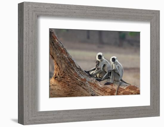 Common Langur (Semnopithecus Entellus), Bandhavgarh National Park, Madhya Pradesh, India, Asia-Sergio Pitamitz-Framed Photographic Print