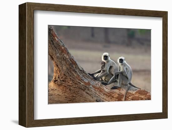 Common Langur (Semnopithecus Entellus), Bandhavgarh National Park, Madhya Pradesh, India, Asia-Sergio Pitamitz-Framed Photographic Print