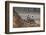 Common Langur (Semnopithecus Entellus), Bandhavgarh National Park, Madhya Pradesh, India, Asia-Sergio Pitamitz-Framed Photographic Print