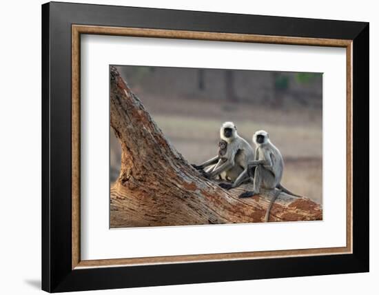 Common Langur (Semnopithecus Entellus), Bandhavgarh National Park, Madhya Pradesh, India, Asia-Sergio Pitamitz-Framed Photographic Print