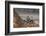 Common Langur (Semnopithecus Entellus), Bandhavgarh National Park, Madhya Pradesh, India, Asia-Sergio Pitamitz-Framed Photographic Print