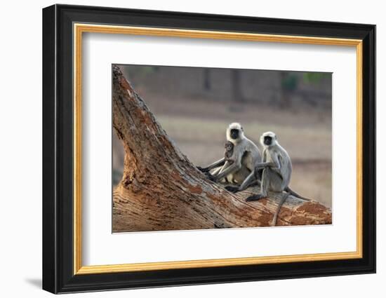 Common Langur (Semnopithecus Entellus), Bandhavgarh National Park, Madhya Pradesh, India, Asia-Sergio Pitamitz-Framed Photographic Print