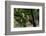 Common Langur (Semnopithecus Entellus), Bandhavgarh National Park, Madhya Pradesh, India, Asia-Sergio Pitamitz-Framed Photographic Print