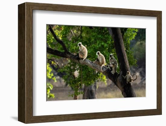 Common Langur (Semnopithecus Entellus), Bandhavgarh National Park, Madhya Pradesh, India, Asia-Sergio Pitamitz-Framed Photographic Print