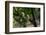 Common Langur (Semnopithecus Entellus), Bandhavgarh National Park, Madhya Pradesh, India, Asia-Sergio Pitamitz-Framed Photographic Print