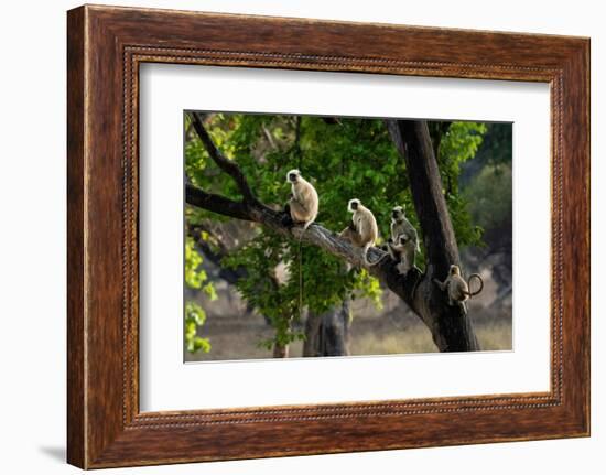 Common Langur (Semnopithecus Entellus), Bandhavgarh National Park, Madhya Pradesh, India, Asia-Sergio Pitamitz-Framed Photographic Print