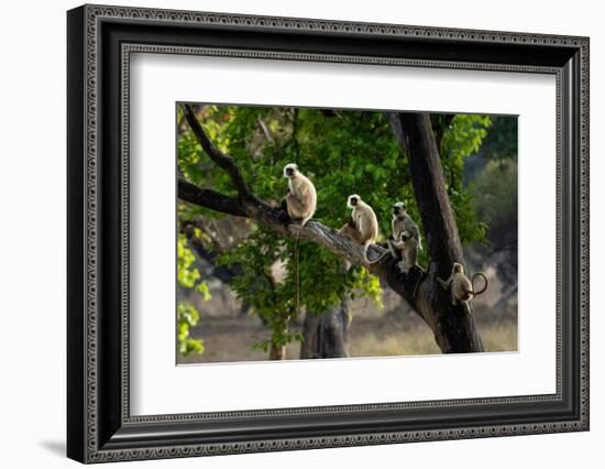 Common Langur (Semnopithecus Entellus), Bandhavgarh National Park, Madhya Pradesh, India, Asia-Sergio Pitamitz-Framed Photographic Print