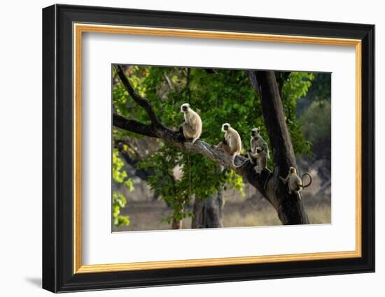 Common Langur (Semnopithecus Entellus), Bandhavgarh National Park, Madhya Pradesh, India, Asia-Sergio Pitamitz-Framed Photographic Print