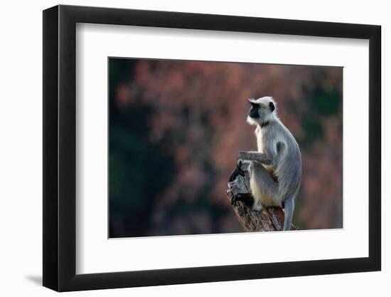 Common Langur (Semnopithecus Entellus), Bandhavgarh National Park, Madhya Pradesh, India, Asia-Sergio Pitamitz-Framed Photographic Print