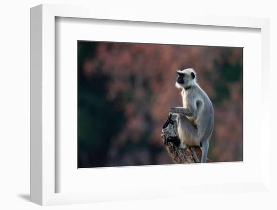 Common Langur (Semnopithecus Entellus), Bandhavgarh National Park, Madhya Pradesh, India, Asia-Sergio Pitamitz-Framed Photographic Print