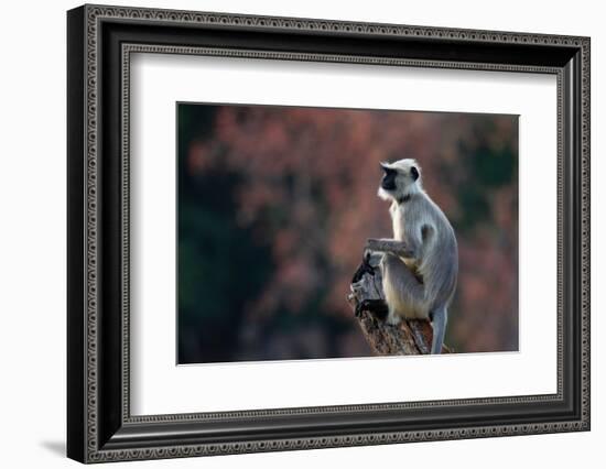 Common Langur (Semnopithecus Entellus), Bandhavgarh National Park, Madhya Pradesh, India, Asia-Sergio Pitamitz-Framed Photographic Print