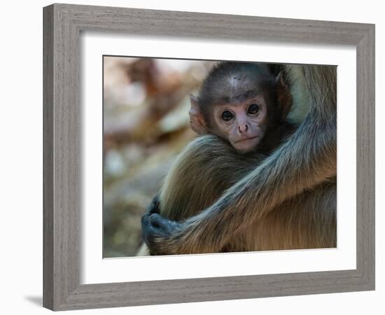 Common Langur (Semnopithecus Entellus), Bandhavgarh National Park, Madhya Pradesh, India, Asia-Sergio Pitamitz-Framed Photographic Print