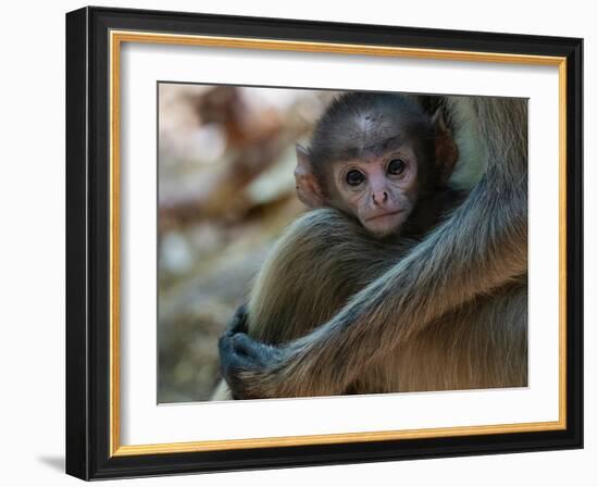 Common Langur (Semnopithecus Entellus), Bandhavgarh National Park, Madhya Pradesh, India, Asia-Sergio Pitamitz-Framed Photographic Print