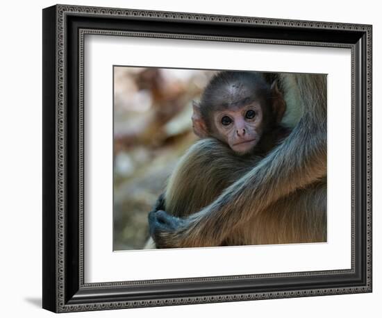 Common Langur (Semnopithecus Entellus), Bandhavgarh National Park, Madhya Pradesh, India, Asia-Sergio Pitamitz-Framed Photographic Print