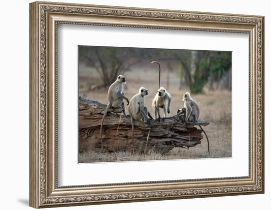 Common Langur (Semnopithecus Entellus), Bandhavgarh National Park, Madhya Pradesh, India, Asia-Sergio Pitamitz-Framed Photographic Print