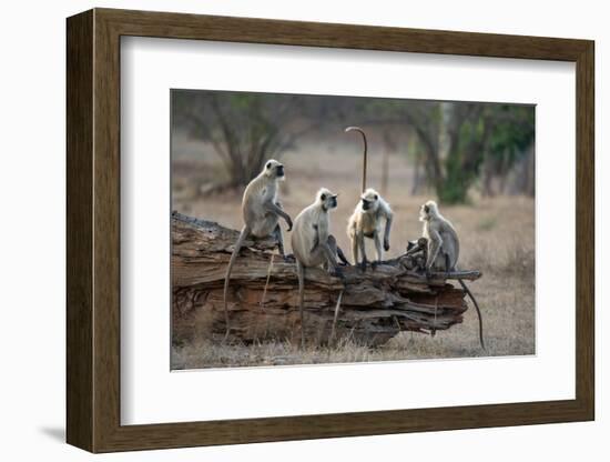 Common Langur (Semnopithecus Entellus), Bandhavgarh National Park, Madhya Pradesh, India, Asia-Sergio Pitamitz-Framed Photographic Print