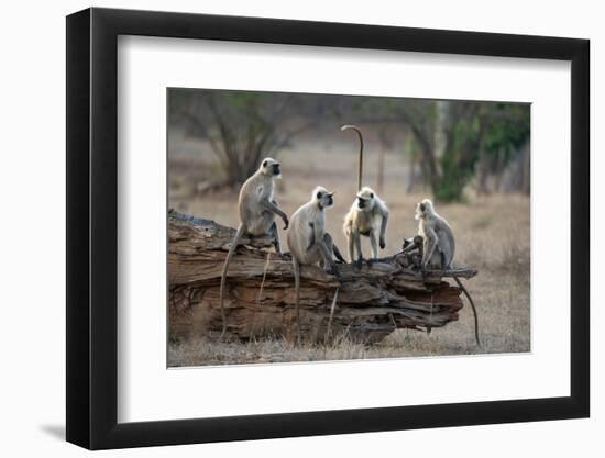 Common Langur (Semnopithecus Entellus), Bandhavgarh National Park, Madhya Pradesh, India, Asia-Sergio Pitamitz-Framed Photographic Print