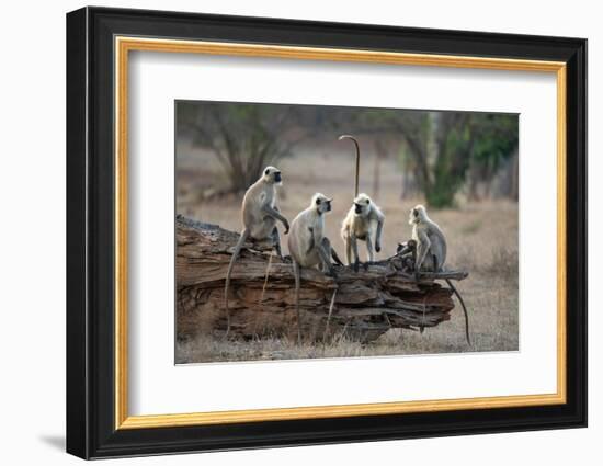 Common Langur (Semnopithecus Entellus), Bandhavgarh National Park, Madhya Pradesh, India, Asia-Sergio Pitamitz-Framed Photographic Print