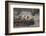 Common Langur (Semnopithecus Entellus), Bandhavgarh National Park, Madhya Pradesh, India, Asia-Sergio Pitamitz-Framed Photographic Print