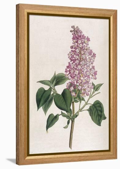 Common Lilac-William Curtis-Framed Premier Image Canvas