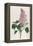 Common Lilac-William Curtis-Framed Premier Image Canvas