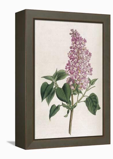 Common Lilac-William Curtis-Framed Premier Image Canvas