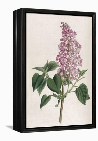 Common Lilac-William Curtis-Framed Premier Image Canvas