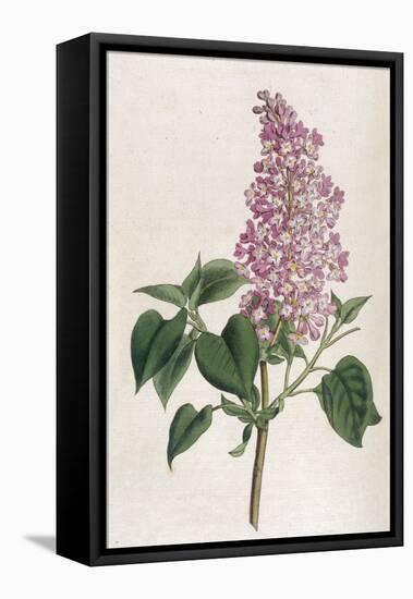Common Lilac-William Curtis-Framed Premier Image Canvas