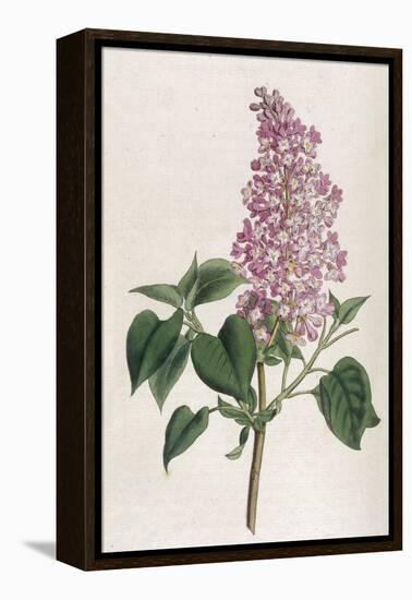 Common Lilac-William Curtis-Framed Premier Image Canvas