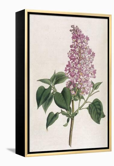 Common Lilac-William Curtis-Framed Premier Image Canvas