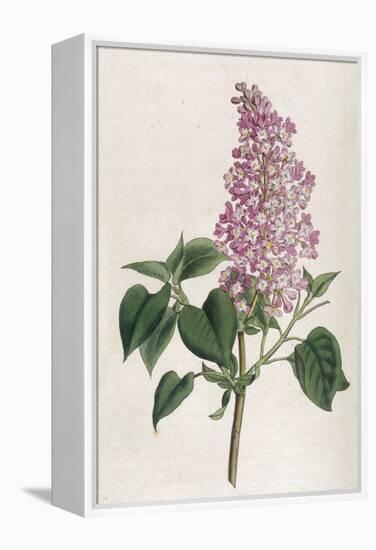 Common Lilac-William Curtis-Framed Premier Image Canvas