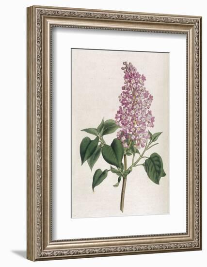 Common Lilac-William Curtis-Framed Photographic Print