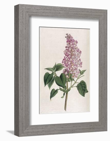 Common Lilac-William Curtis-Framed Photographic Print